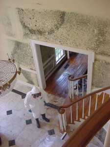 mold remediation, mold removal